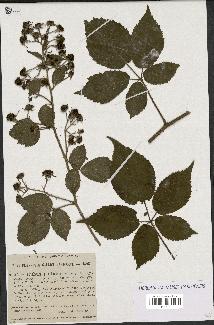 spécimen de Rubus pallidus