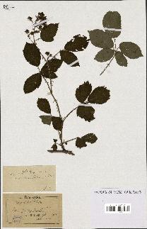 spécimen de Rubus nitidus