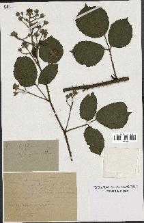 spécimen de Rubus hirtus