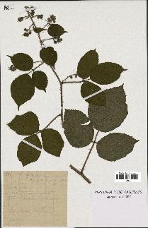 spécimen de Rubus hirtus