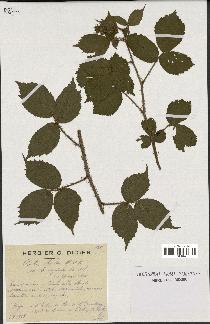 spécimen de Rubus hirtus