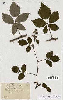 spécimen de Rubus constrictus