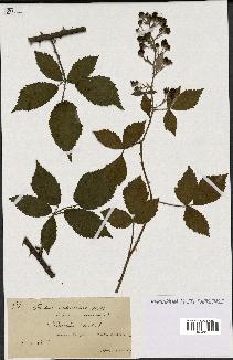 spécimen de Rubus constrictus