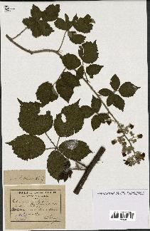 spécimen de Rubus conspicuus