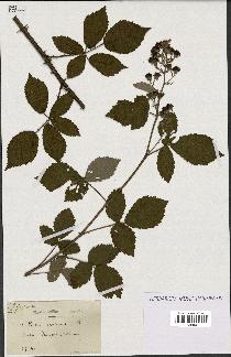 spécimen de Rubus candicans