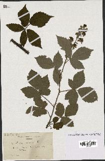 spécimen de Rubus candicans