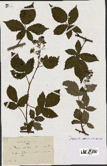 spécimen de Rubus candicans