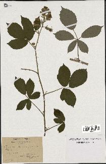 spécimen de Rubus sp.