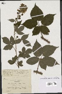 spécimen de Rubus thyrsanthus