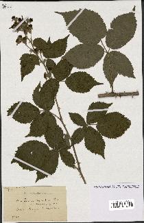 spécimen de Rubus thyrsanthus