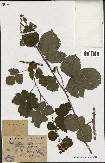 spécimen de Rubus ulmifolius x caesius