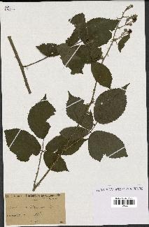 spécimen de Rubus occitanicus