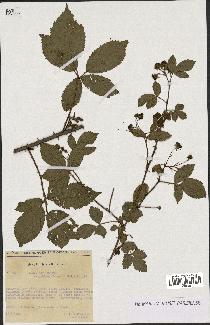 spécimen de Rubus nitidus