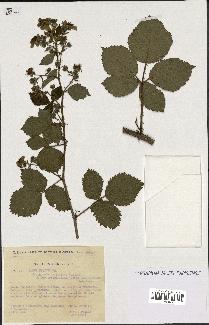 spécimen de Rubus nitidus