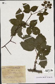 spécimen de Rubus nitidus