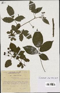 spécimen de Rubus nitidus