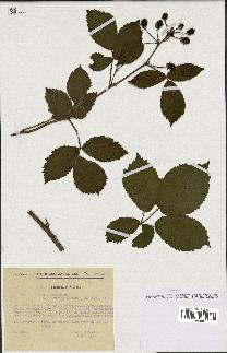 spécimen de Rubus nitidus