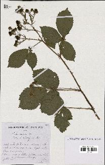 spécimen de Rubus nitidus