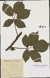 spécimen de Rubus nitidus