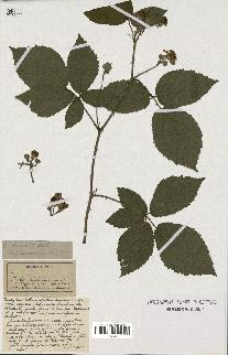 spécimen de Rubus insericatus