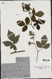 spécimen de Rubus sp.