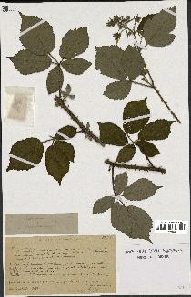 spécimen de Rubus sp.
