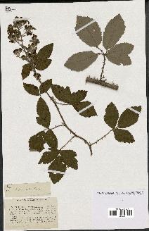 spécimen de Rubus leucanthemus