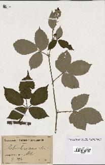 spécimen de Rubus lacertosus