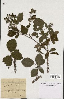 spécimen de Rubus questierii