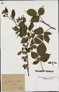 spécimen de Rubus questierii