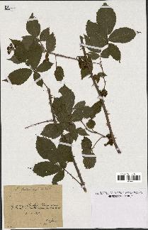 spécimen de Rubus questierii