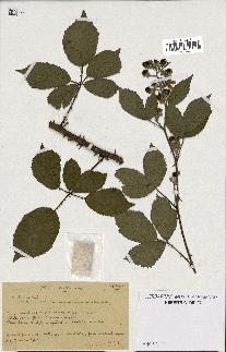 spécimen de Rubus questierii