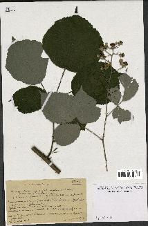 spécimen de Rubus argenteus