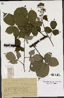 spécimen de Rubus argenteus