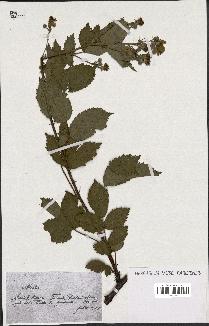 spécimen de Rubus thyrsoideus