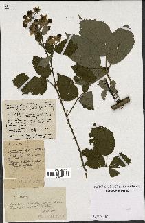 spécimen de Rubus thyrsoideus