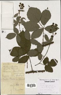 spécimen de Rubus thyrsoideus