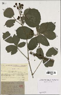 spécimen de Rubus thyrsoideus