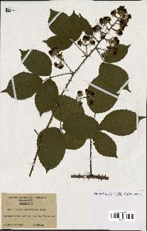 spécimen de Rubus pyramidalis