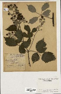 spécimen de Rubus ulmifolius