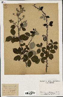 spécimen de Rubus ulmifolius