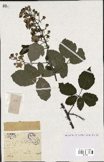 spécimen de Rubus ulmifolius