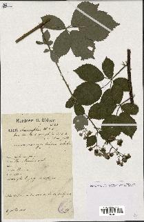 spécimen de Rubus rhamnifolius