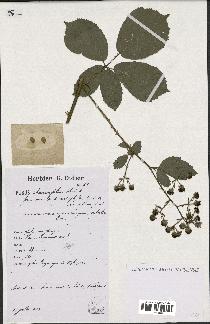 spécimen de Rubus rhamnifolius