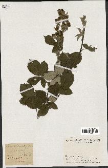 spécimen de Rubus collinus