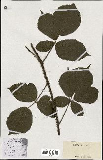 spécimen de Rubus sp.