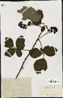 spécimen de Rubus sp.