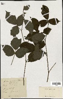 spécimen de Rubus sp.