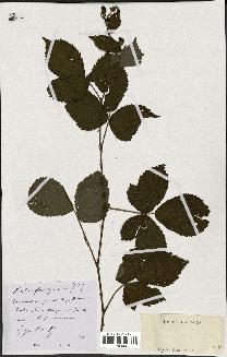 spécimen de Rubus sp.