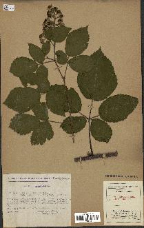 spécimen de Rubus vallisparsus